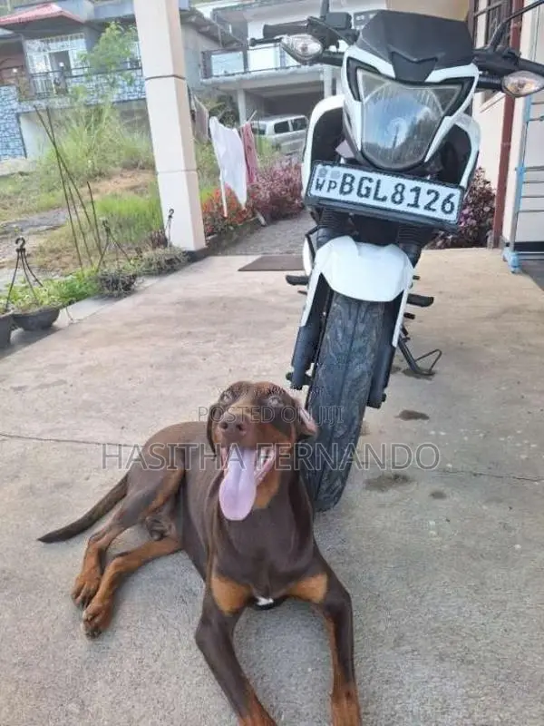 Honda Hornet 160R 2018 Motorbike (Used)