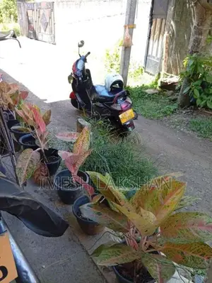 Hero Pleasure 2011 Motorbike (Used)