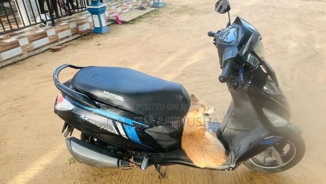 Hero Maestro Edge 2019 Motorbike (Used)