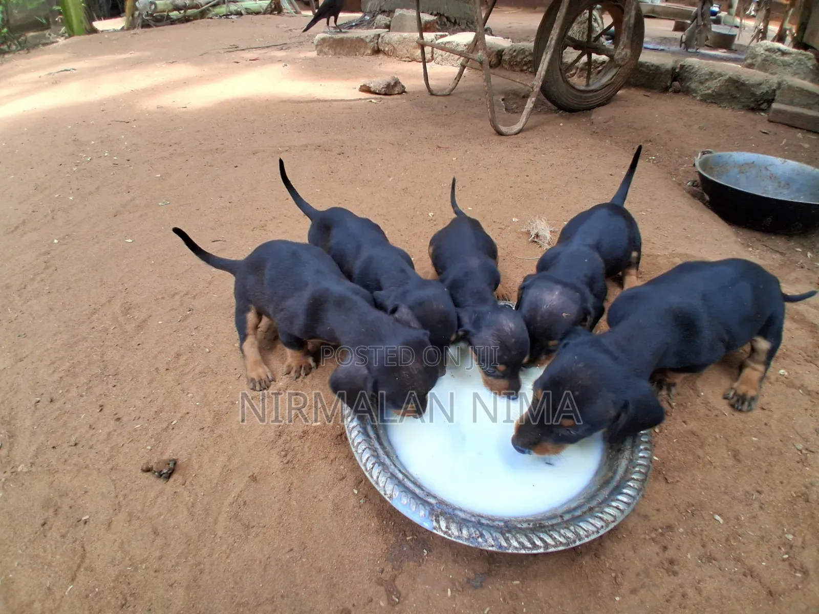 0-1 month Male Purebred Dachshund
