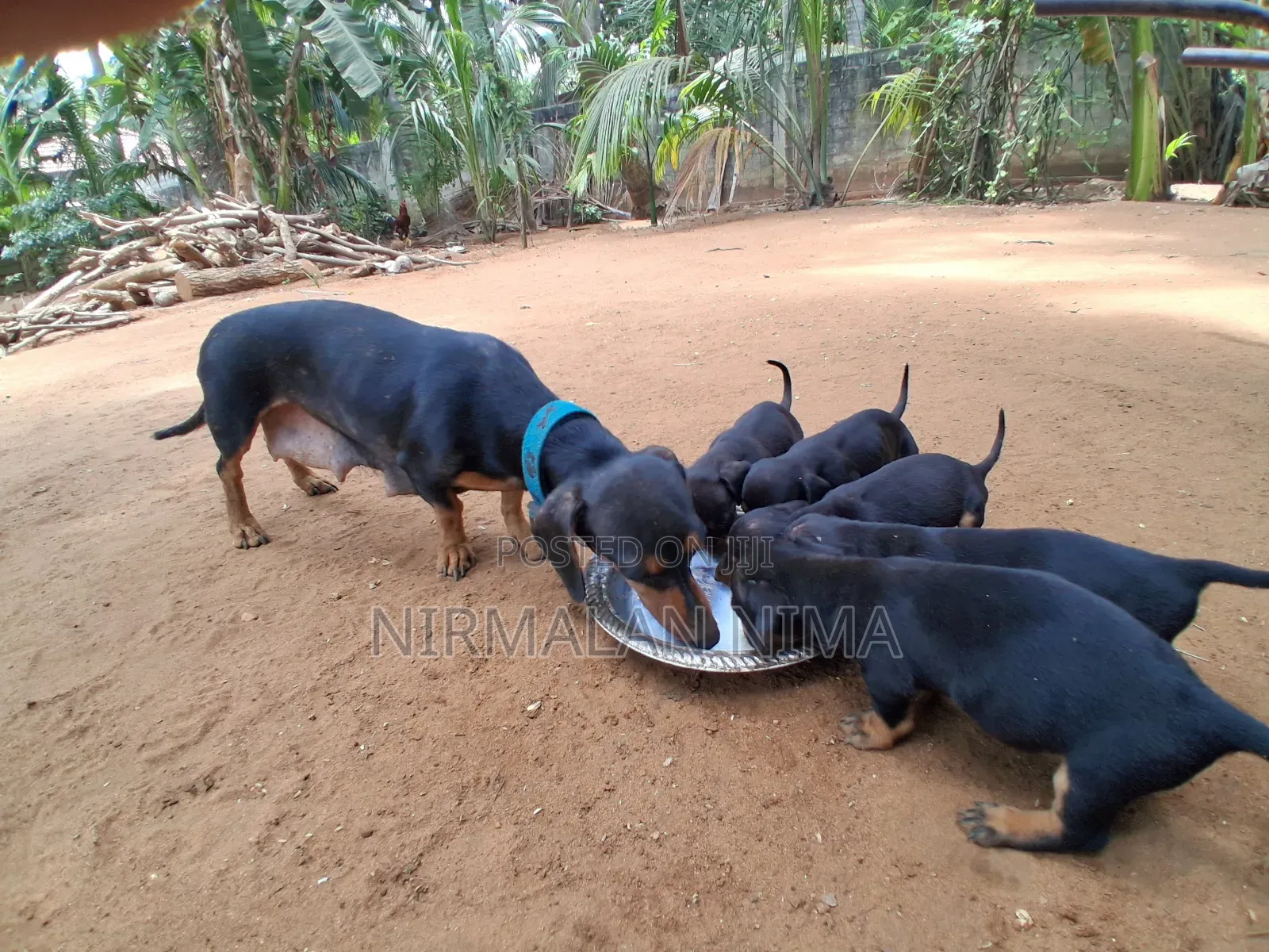 0-1 month Male Purebred Dachshund