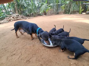 0-1 month Male Purebred Dachshund