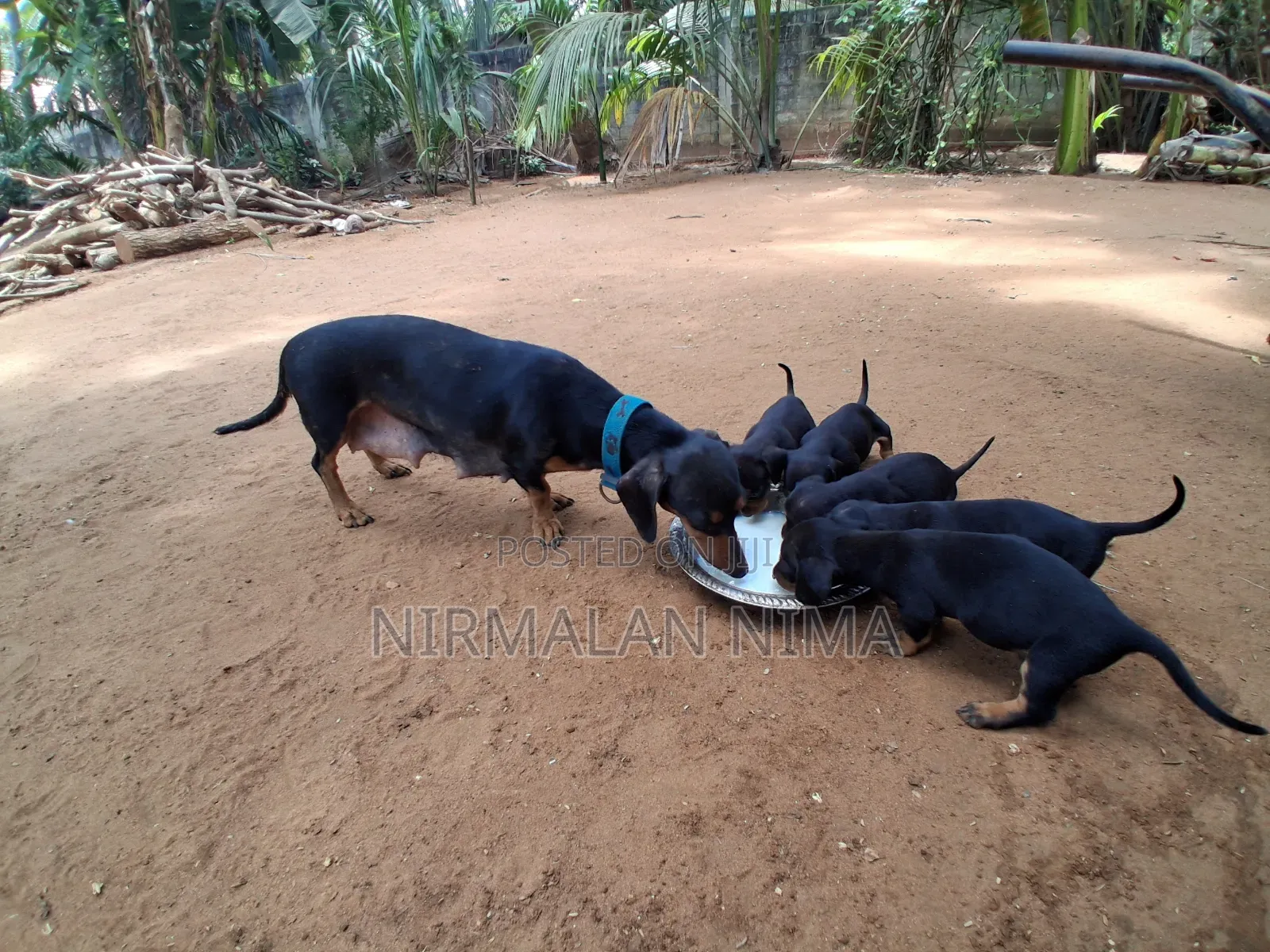 0-1 month Male Purebred Dachshund