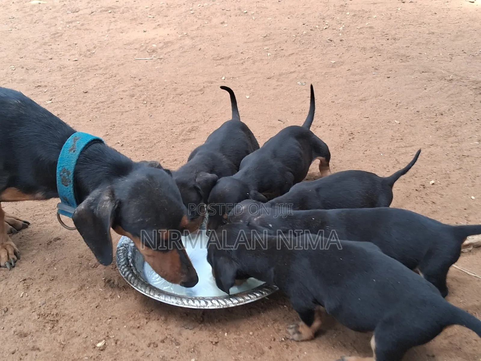 0-1 month Male Purebred Dachshund
