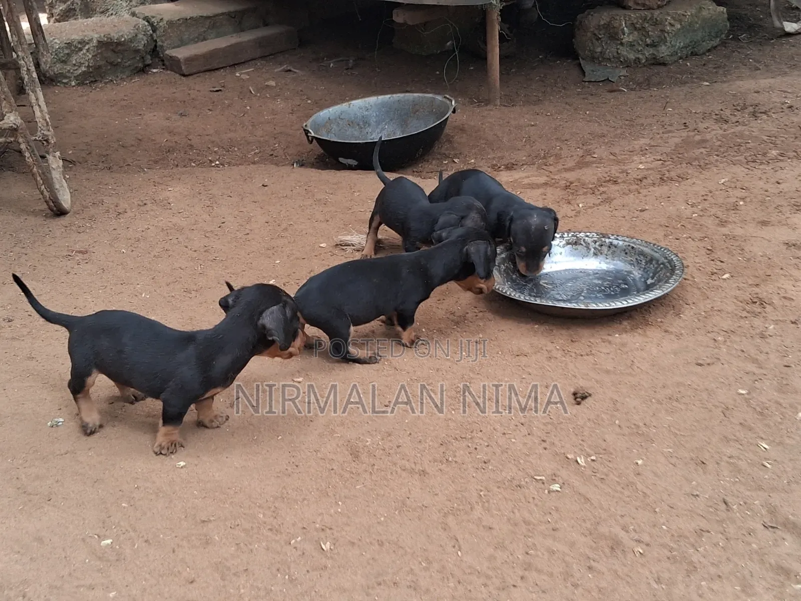 0-1 month Male Purebred Dachshund