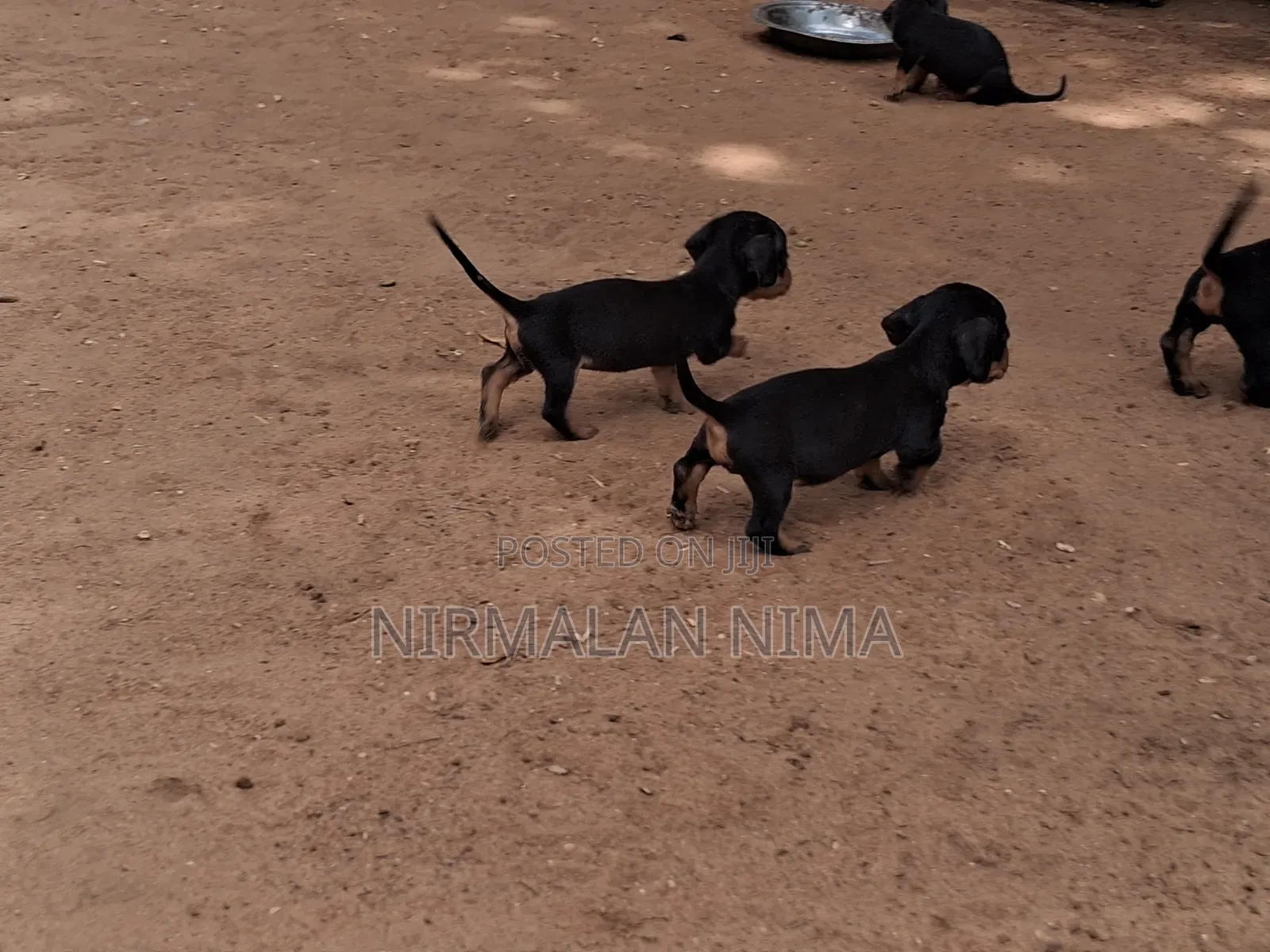 0-1 month Male Purebred Dachshund