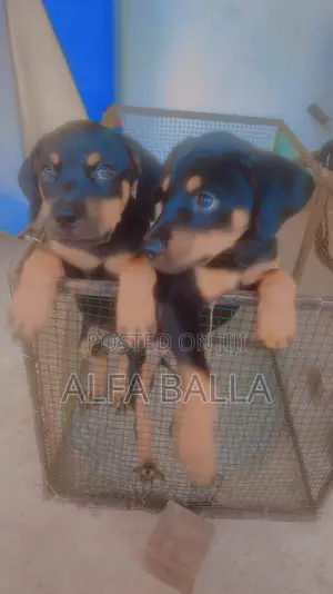 1-3 months Female Purebred Rottweiler