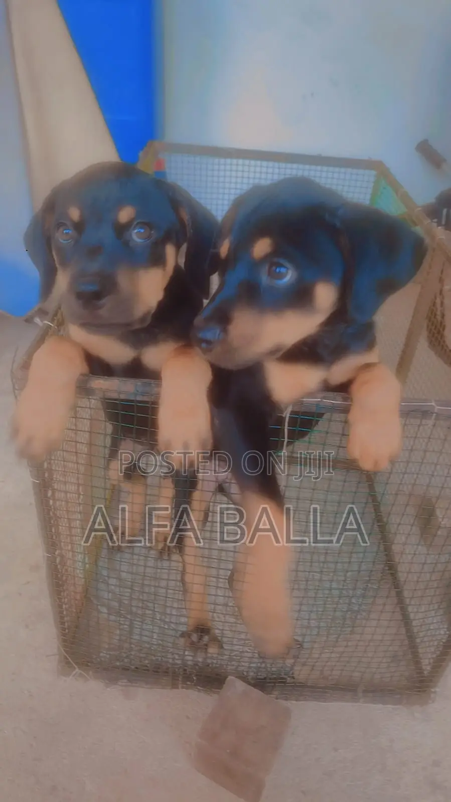 1-3 months Female Purebred Rottweiler