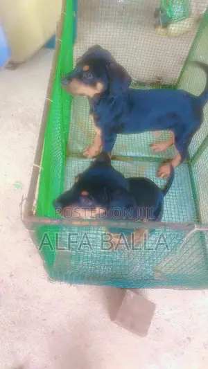 1-3 months Female Purebred Rottweiler
