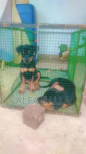 1-3 months Female Purebred Rottweiler