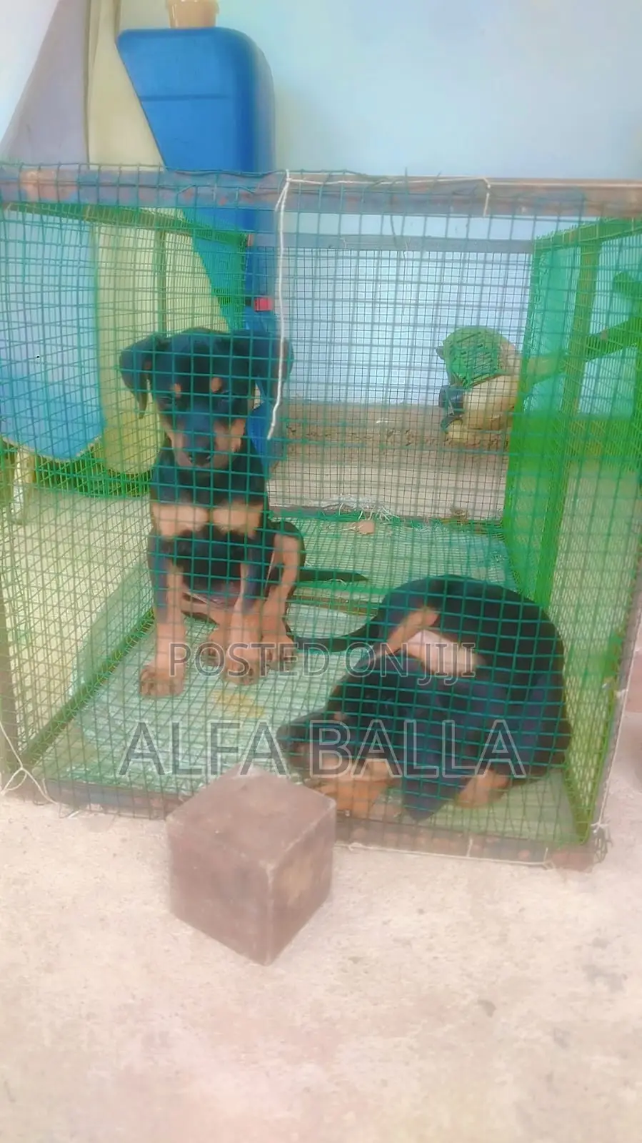 1-3 months Female Purebred Rottweiler