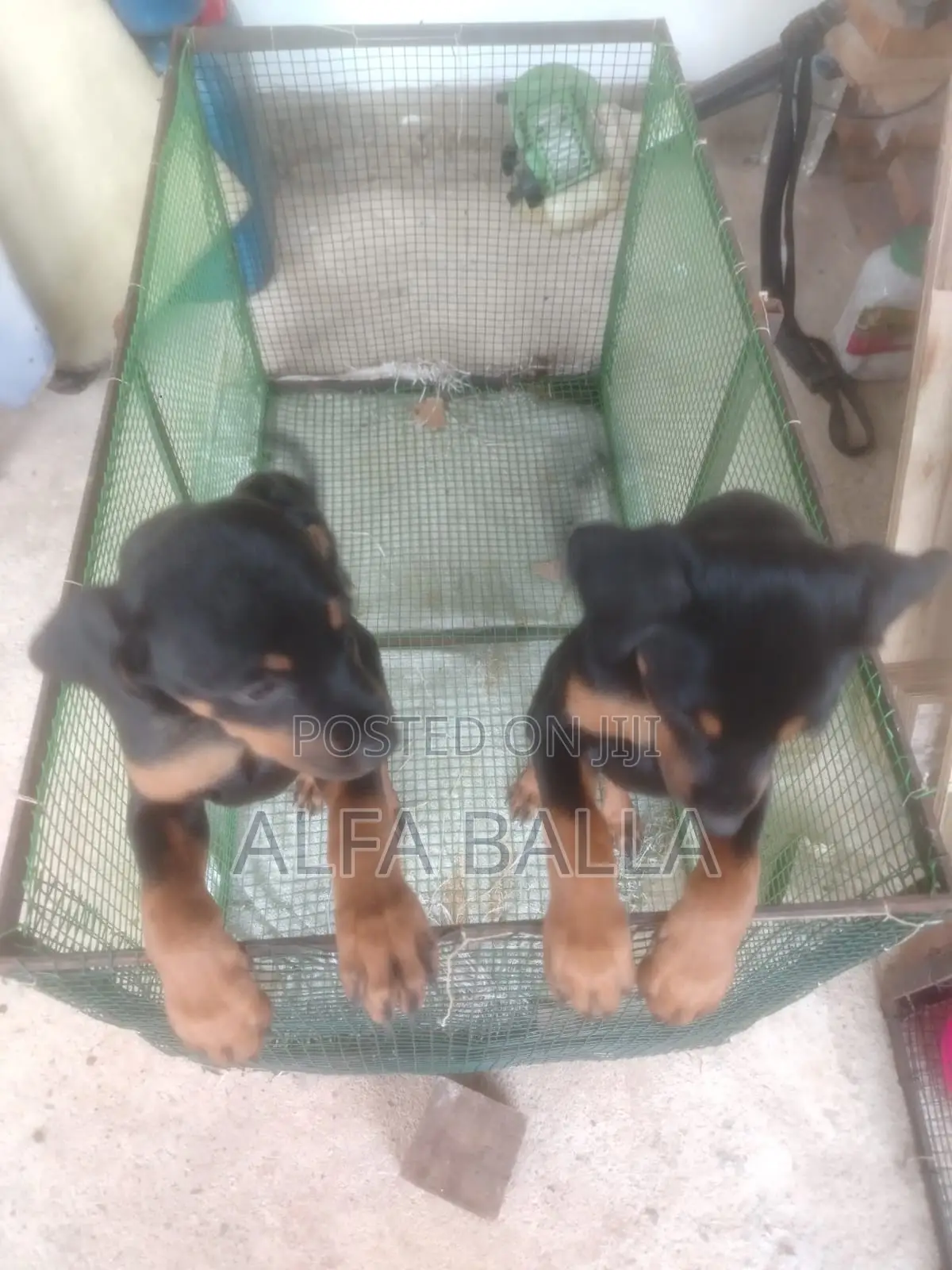 1-3 months Female Purebred Rottweiler