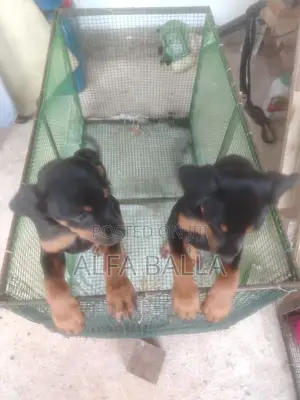 1-3 months Female Purebred Rottweiler