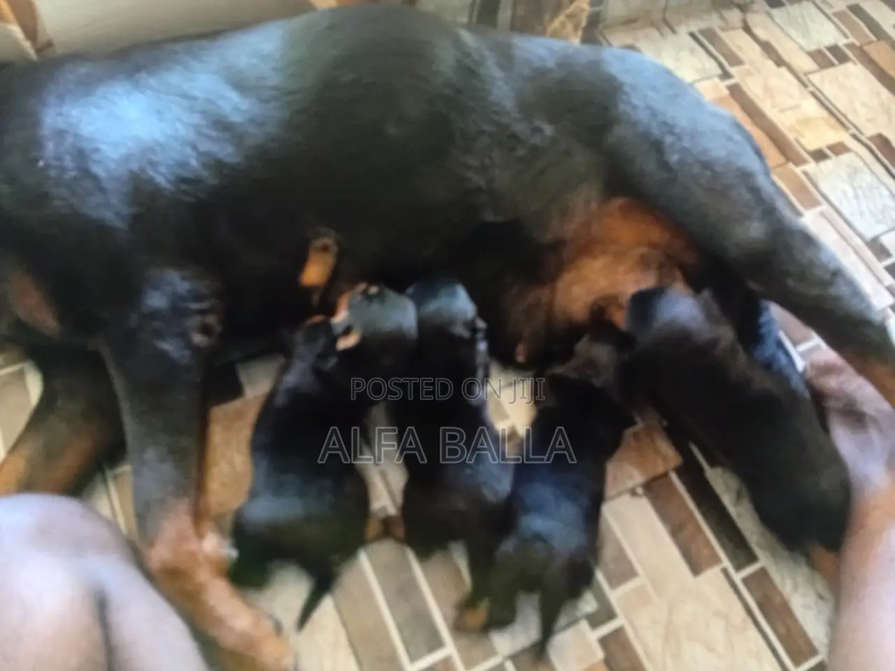 1-3 months Female Purebred Rottweiler