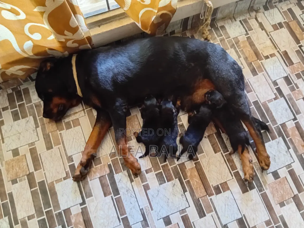 1-3 months Female Purebred Rottweiler