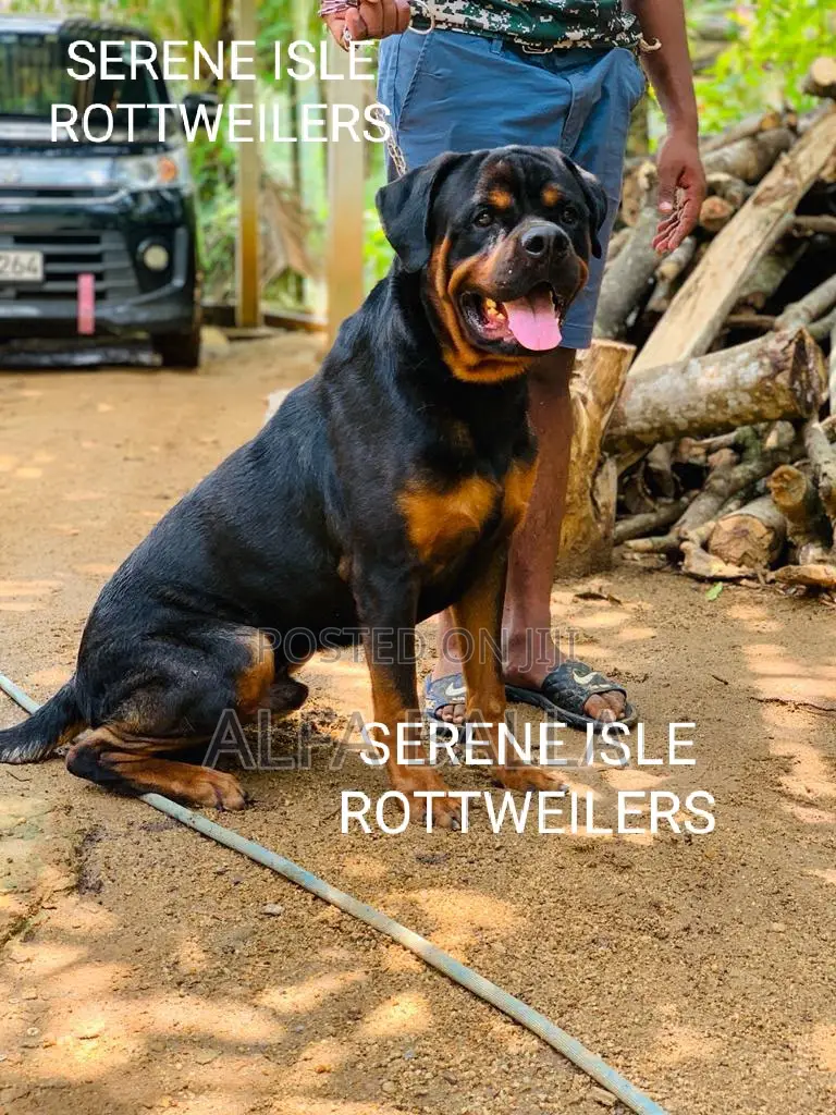1-3 months Female Purebred Rottweiler