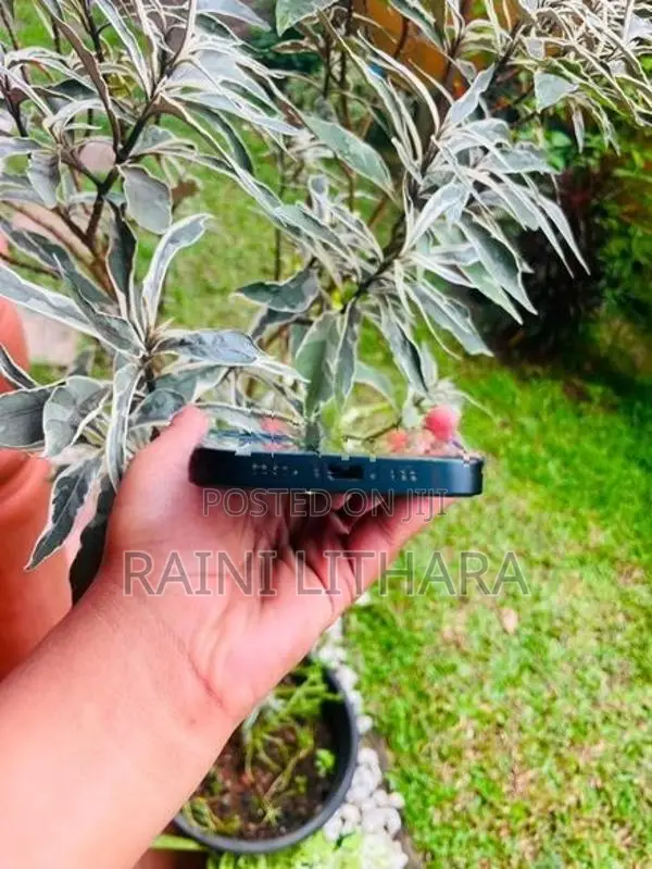 Apple iPhone 13 (Used)