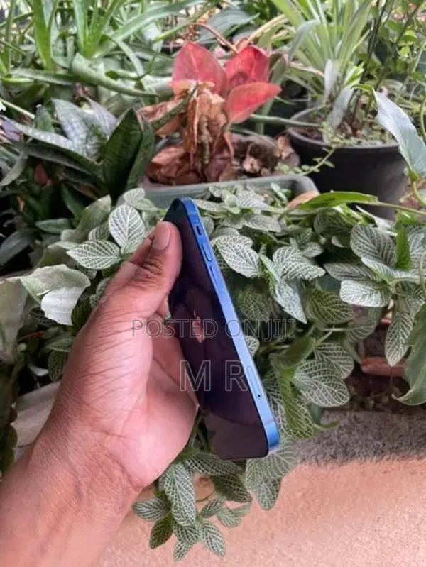 Apple iPhone 12 128GB (Used)
