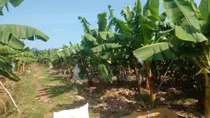 Sewanagala Land for Sale