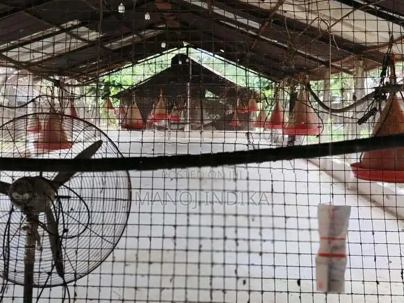 Poultry Farm for Sale Kanaththewewa