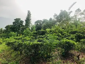 Kithulgala -Kalugala, 157 Perches Land for Sale (sspl-387)
