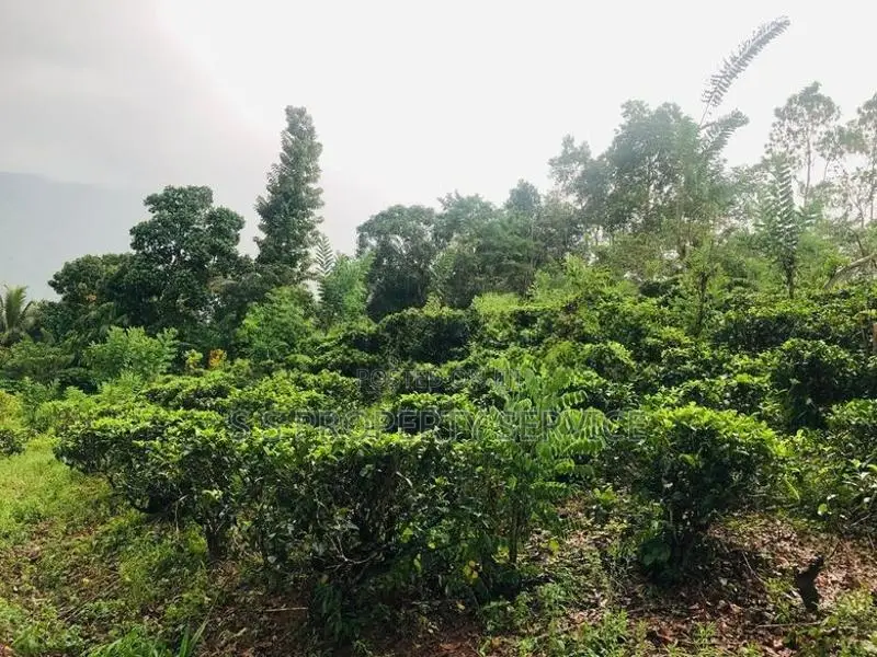 Kithulgala -Kalugala, 157 Perches Land for Sale (sspl-387)
