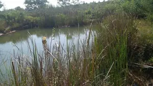 Sewanagala Land for Sale