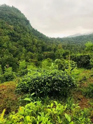 Kithulgala -Kalugala, 157 Perches Land for Sale (sspl-387)
