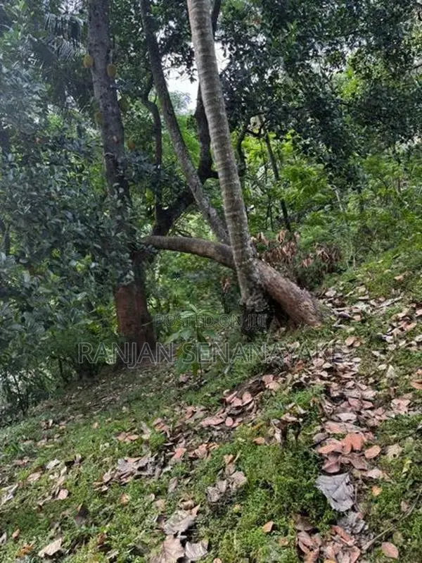 මහනුවර - මහියංගන ප්‍රධාන මාර්ගයට මුහුනලා, උඩතැන්න මැදමහනුවර බිම් කොටසක