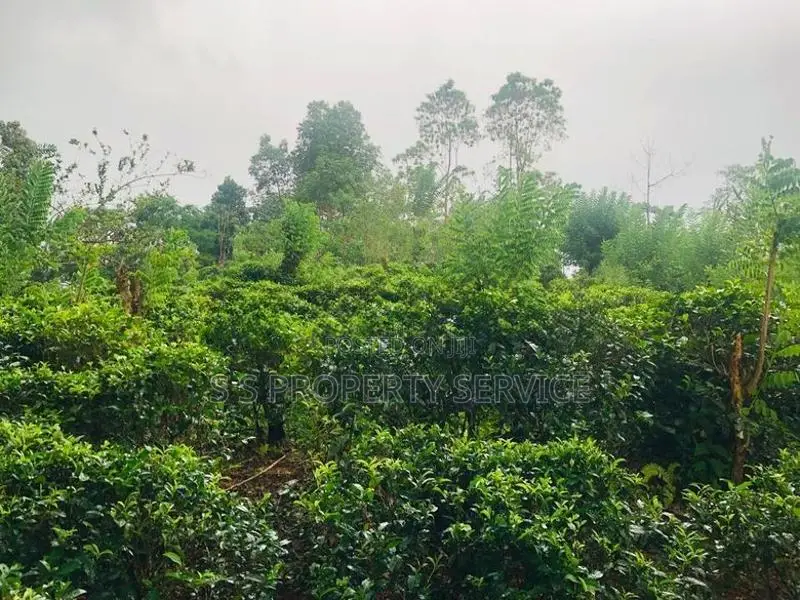 Kithulgala -Kalugala, 157 Perches Land for Sale (sspl-387)