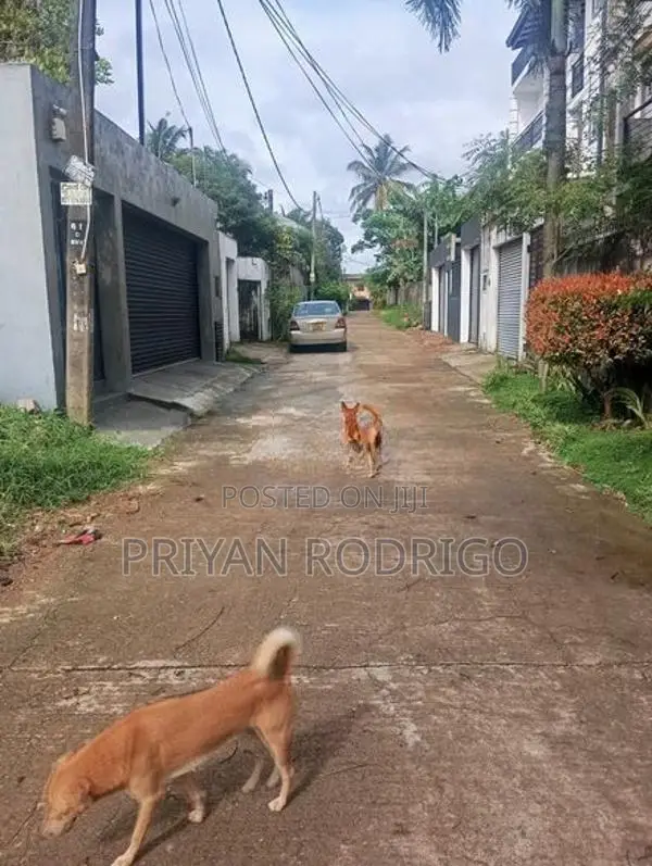 Boralesgamuwa Gangarama Rd 11 Perch Rectangular Block of Land for Sale