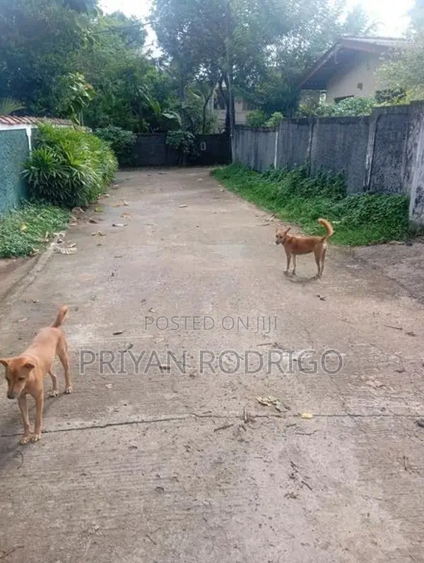 Boralesgamuwa Gangarama Rd 11 Perch Rectangular Block of Land for Sale