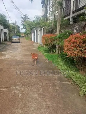 Boralesgamuwa Gangarama Rd 11 Perch Rectangular Block of Land for Sale