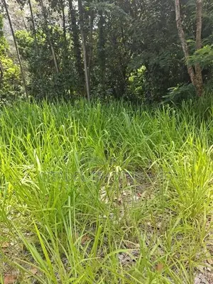 Land For Sale In Ella - CL836