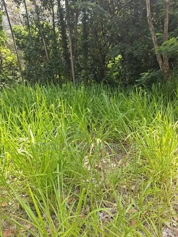 Land For Sale In Ella - CL836