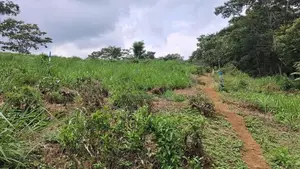 Land for Sale in Pussellawa Wahurupitiya