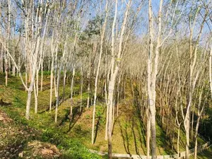 Land Plots in Habaraduwa Tourism Area