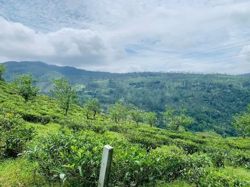 Pudaluoya ඉඩමක්