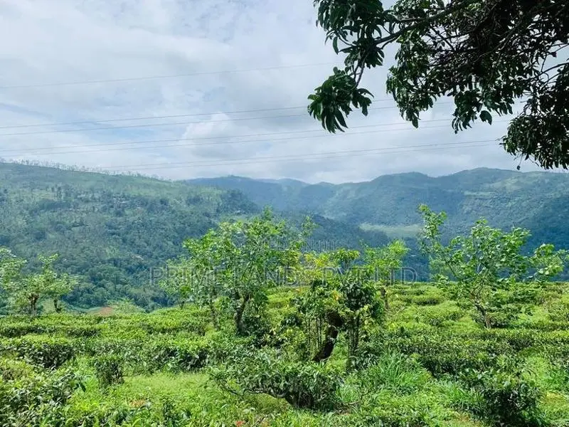 Pudaluoya ඉඩමක්