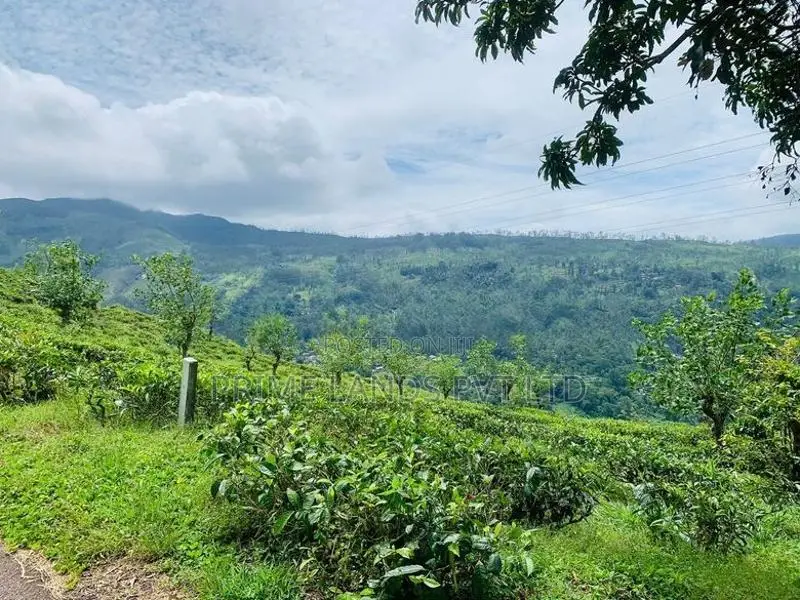 Pudaluoya ඉඩමක්