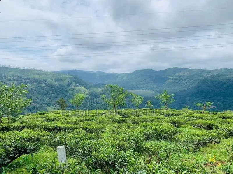 Pudaluoya ඉඩමක්