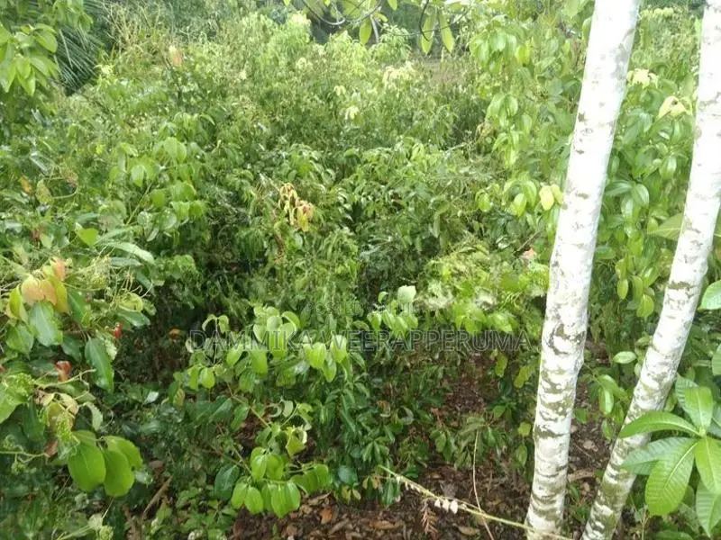 3.65 Acres Cinnamon Land With Oil Boiler For Sell in Kamburupitiya