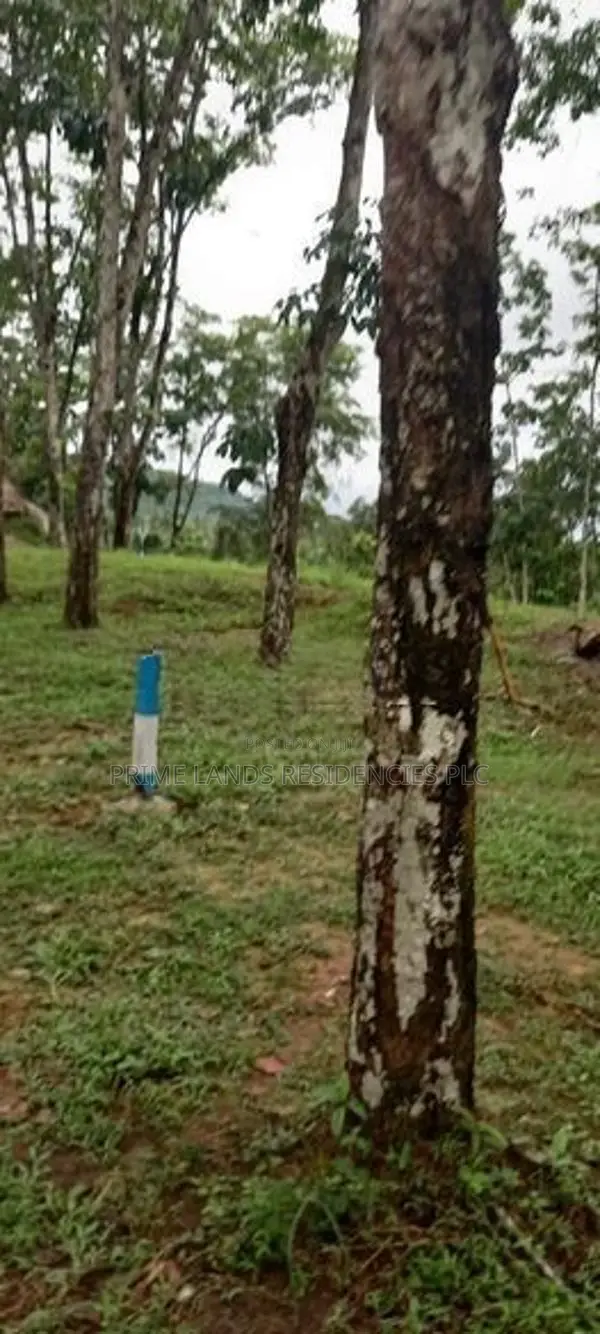 Land for Sale in Horana Ballapitiya