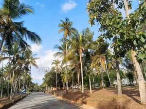 Land for Sale in Near Dankotuwa Ago Office