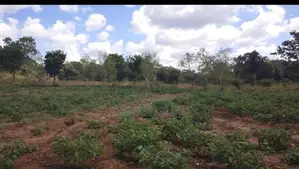 Land for Sale In Wellawaya