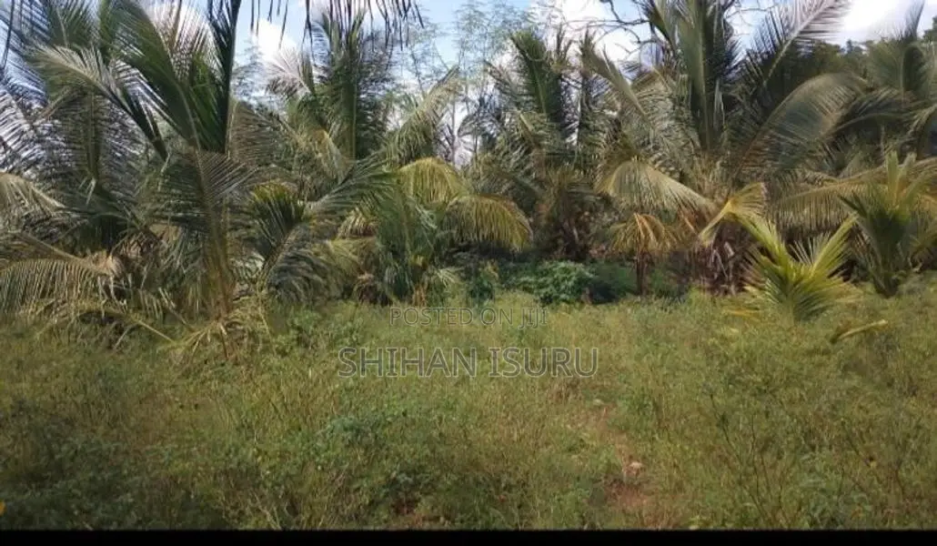 Land for Sale In Wellawaya