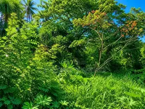 58 Perches of Land for Sale Near Hiriketiya Tourist Beach (sspl-490)