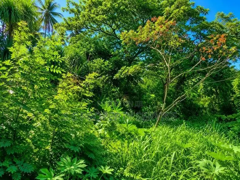 58 Perches of Land for Sale Near Hiriketiya Tourist Beach (sspl-490)