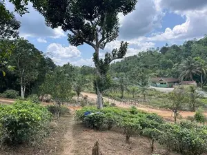 පින්න දූව අධිවේගී පිවිසුම අතේ දුරින් හොඳම තැනක්