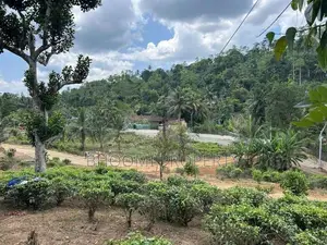 පින්න දූව අධිවේගී පිවිසුම අතේ දුරින් හොඳම තැනක්